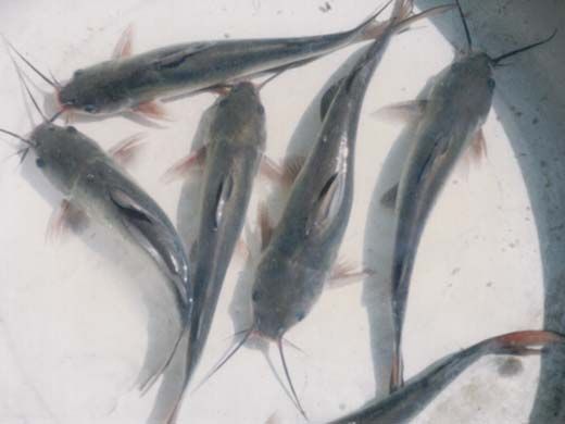 ���c��β�t�N�H�~